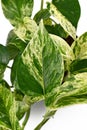 Close up of variegated leaf of `Epipremnum Aureum Marble Queen` pothos house plant on white background