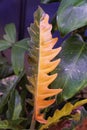 Close up of the variegated leaf of Philodendron Ring of Fire, a popular houseplant Royalty Free Stock Photo