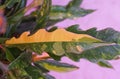 Close up of the variegated leaf of Philodendron Ring of Fire, a popular houseplant Royalty Free Stock Photo