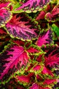 Close up of variegated pink and green Coleus plant. Painted nettle, Flame nettle, decorative nettle. Multi colored coleus bush.