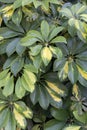 Vibrant Variegated Schefflera Plant, Green And Yellow Patterns Royalty Free Stock Photo