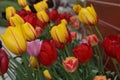 Close up of variegated Tulips in a trough