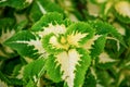 Close up of a variegated yellow and green Coleus plant. Painted nettle, Flame nettle, decorative nettle.