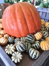 A variety of pumpkins, gourds and winter squash Royalty Free Stock Photo