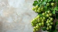 Close Up of a Variety of Fruit on a Table Royalty Free Stock Photo