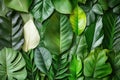 A Close-Up of a Variety of Green Leaves Royalty Free Stock Photo
