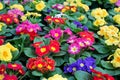 Close-up of a variety of multicolored primrose flowers, also known as cowslip, selective focus