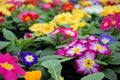 Close-up of a variety of multicolored primrose flowers, also known as cowslip, selective focus