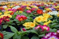 Close-up of a variety of multicolored primrose flowers, also known as cowslip, selective focus