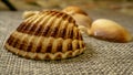 Close up of a variety of seashells on a cloth