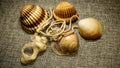 Close up of a variety of seashells with a strong in the middle on a cloth