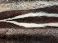 Fur Pelts Background Royalty Free Stock Photo