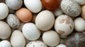 Close-up of various bird eggs with different colors and patterns. Royalty Free Stock Photo
