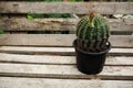 Close up of various cactus and succulent plants in home garden Royalty Free Stock Photo