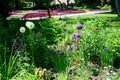 Close-up of various globe thistles