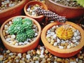 Close-up Various Kinds of Succulent Plants in Small Pots Royalty Free Stock Photo