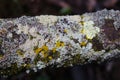 Lichen species on tree bark Royalty Free Stock Photo