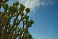 Close-up of various Mountain Grass plants on against blue sky. copy-space