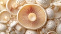 Close-up of various mushrooms Royalty Free Stock Photo