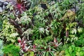 Close up of various ornamental plants