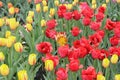 Close up of various red and yellow red tulips at a flower show. Design for greeting card or banner for flower shop.