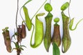 Close up various types and sizes of nepenthes pitcher plant