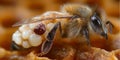 Close-Up of Varroa Destructor Infestation on Honeybee Drone Pupae Highlighting Beekeeping Challenges Royalty Free Stock Photo