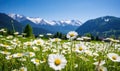 Close-up vast field of delicate white daisies under a clear sky. AI Generative Royalty Free Stock Photo
