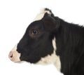 Close-up of a Calf, 8 months old Royalty Free Stock Photo