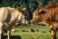 Close-up of a veal in a prairie Royalty Free Stock Photo