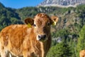 Close-up of a veal in a prairie Royalty Free Stock Photo