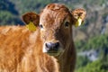 Close-up of a veal in a prairie Royalty Free Stock Photo