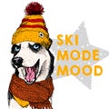 Close up vector portrait of Siberian husky dog wears beanie and scarf. Ski mode mood. Skecthed colored illustraion