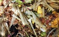 Vegetable Compost Pile