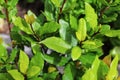 Vegetable garden. Laurus nobilis. Laurel tree with bay leaves. Royalty Free Stock Photo