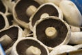 Close up of portobello mushroom
