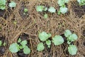 Close-up of vegetable seedlings in a row of seedlings on the vegetable field. Dew drops on leaves. view from above. Royalty Free Stock Photo