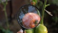 Close Up of Vegetable Tomato Scientist woman Looks Magnifying Glass in Greenhouse.