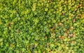 Close up of a vegetated roof with sedum, extensive green roofing