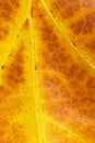 Close-up of the veins of a dead yellow and red leaf