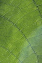 Close up of veins of leaf Royalty Free Stock Photo