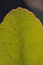 Close up of veins of leaf Royalty Free Stock Photo