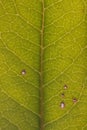 Close up of veins of leaf Royalty Free Stock Photo