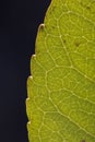 Close up of veins of leaf Royalty Free Stock Photo