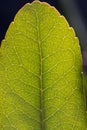 Close up of veins of leaf Royalty Free Stock Photo