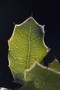 Close up of veins of leaf Royalty Free Stock Photo