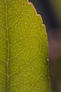 Close up of veins of leaf Royalty Free Stock Photo