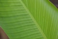 The close up veins in a lovely leaf