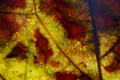 Close up of the veins on a yellow and red leaf Royalty Free Stock Photo