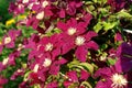 A close up of velvety crimson-purple clematis flowers of the 'Rouge Cardinal' variety ('Red